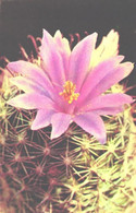 Cactus, Mammillaria Sheldonii, 1972 - Cactusses