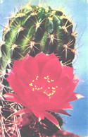 Cactus, Lobivia Varians Var. Rubro-alba, 1972 - Cactus