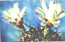 Cactus, Gymnocalycium Mihanovichii Var. Stenogonum, 1972 - Cactus
