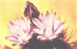 Cactus, Gymnocalycium Mihanovichii Var. Friedrichii, 1972 - Cactusses