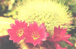 Cactus, Rebutia Senilis Var. Elegans, 1972 - Cactus