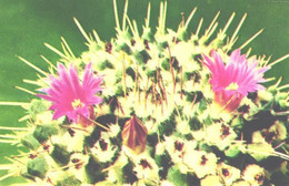 Cactus, Mammillaria Magnimamma, 1972 - Cactus