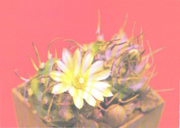 Cactus, Turbinicarpus Klinkerianus Backbg. & Jacobs., 1990 - Cactusses