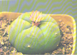 Cactus, Lophophora Williamsii, 1990 - Cactus