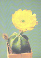 Cactus, Echinocereus Subinermis Sd. V. Luteus, 1990 - Cactus