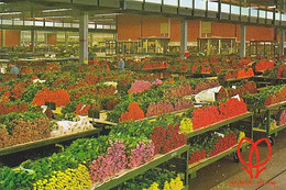 AK 071556 NETHERLANDS - Aalsmeer - Cutflower Section United Flower Markets - Aalsmeer