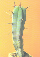 Cactus, Myrtillocactus Geometrizans V. Geometrizans, 1990 - Cactus