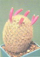 Cactus, Mammillaria Magallanii Schmoll, 1990 - Cactus