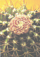 Cactus, Melocactus Neryi K. Sch., 1990 - Cactusses