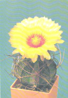 Cactus, Astrophitum Capricorne Dictr., 1990 - Cactusses