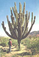 Gigant Cactus - Cactusses