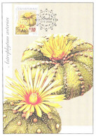 Cactus, Czech:Maxi Card, Astrophytum Asterias, 2006 - Cactusses