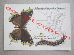 Schmetterlinge Der Heimat - Trauermantel - Papillons