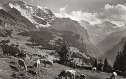 SUISSE,HELVETIA,SWISS,SWITZERLAND,SCHWEIZ,BERNE,BERN,WENGEN,CARTE PHOTO JULIUS BURCH,RARE,VACHE - Berne