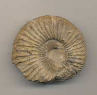 AMONITE - Fossiles