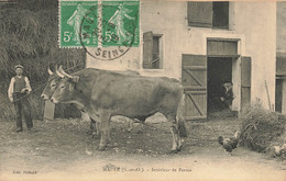 78 - YVELINES - MAULES - Intérieur De Ferme - Bœufs - Superbe - 10766 - Maule