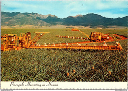 Hawaii Pineapple Harvesting Using Modern Machinery - Oahu