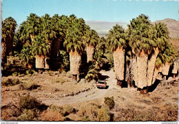 California Palm Springs Washingtonia Palms In Andreas Canyon - Palm Springs