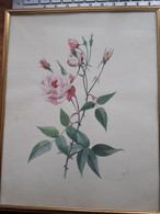 Variété De ROSE F.R. - Gouaches