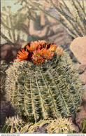 Barrel Cactus In Bloom Curteich - Cactus