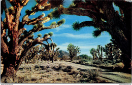 Cactus Joshua Tree Forest - Cactus