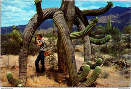 Giant Saguaro Cactus With Octopus Shape - Cactus