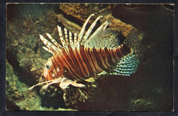 (RECTO / VERSO) MONACO - MUSEE OCEANOGRAPHIQUE - N° 1 - RASCASSE VOLANTE - PLI ANGLE HAUT A DROITE - FORMAT CPA - Musée Océanographique