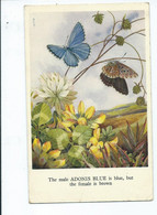 Butterflies  Postcard Creased Centrally Adonis Blue Unposted Truth In A Tale Series - Papillons