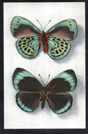 (RECTO / VERSO) PAPILLON - N° 4 - CALLITHEA LEPRIEURI DU PEROU - COLLECTION BOUBEE - FORMAT CPA - 75 - Papillons