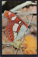 (RECTO / VERSO) PAPILLON - LIMENITIS CAMILLA - LE SYLVAIN AZURE - Photo YVES LANCEAU - FORMAT CPA - 75 - Papillons