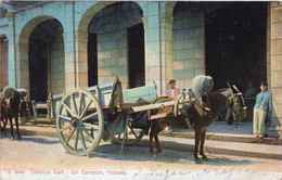 HABANA. ( Capitale De CUBA ). TOBACCO CART. UN CARRETON - Cuba