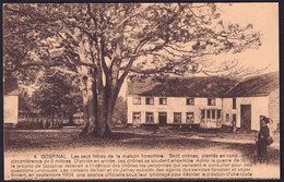 +++ CPA - GOSPINAL - Jalhay - Les Sept Frères De La Maison Forestière - Arbres  // - Jalhay