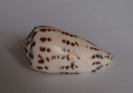 Conus Zapatosensis (géant) - Coquillages