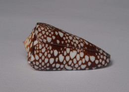 Conus Gisellelieae - Coquillages