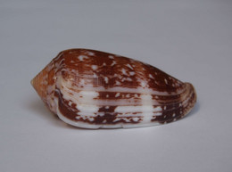 Conus Floccatus - Coquillages