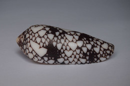 Conus Episcopatus - Coquillages