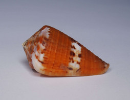 Conus Capitaneus - Coquillages