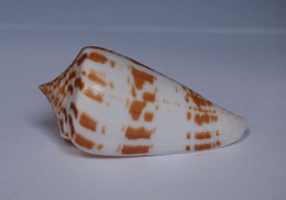 Conus Inscriptus - Coquillages