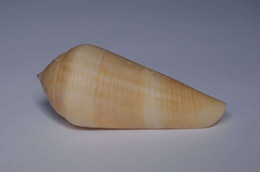 Conus Terebra - Coquillages