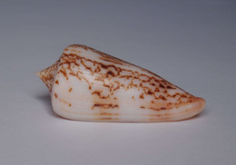 Conus Neptunus - Coquillages