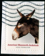 VEREINIGTE STAATEN ETATS UNIS USA 2021 HERITAGE BREEDS: AMERICAN MAMMOTH JACKSTOCK F USED PAPER SC 5587 MI 5820 YT 5429 - Used Stamps