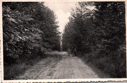 Louise-Marie  Wandeling In "Rubbrechtbosch" - Maarkedal