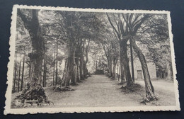 Rochefort - Allée Des Tilleuls Et Chapelle De Lorette - Ern. Thill, Bruxelles, N° 26 - Rochefort