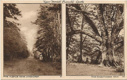 22-8-2294 New Forest Beauty Spots Fine Avenue Near Lyndhurst - The Knightwood Oak - Rare Et Unique Sur Delcampe - Sonstige & Ohne Zuordnung