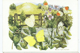 Postcard  Medici Society Butterflies Orange Tip Brimstone Unused Pc1825 Larger Format Unused - Papillons