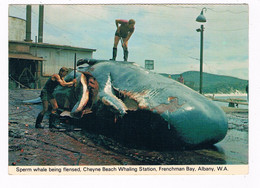 AUS-380   ALBANY : Sperm WHALE Being Flensed - Albany