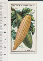 Do You Know What A Loofah Is ? / Luffa Cucurbitaceae / Jardinage Légume Fruit Sorte De Courgette 88/6 - Wills