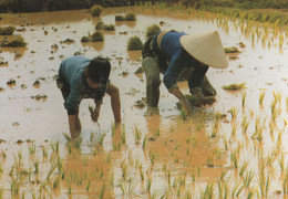 Transplanting Water Rice Seedlings Vietnam Vietnamese Postcard - Vietnam