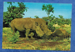 CPM Kenya - East African Wild Life Rhinocéros - Carte Voyagée Timbre Antilope Et Rhinocéros 1969 - Kenya