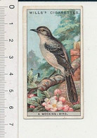 Mocking-Bird Oiseau Moqueur Mimus Polyglottus 88/6 - Wills
